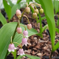 Convallaria majalis var. rosea